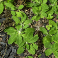 Pilosella officinarum (Épervière piloselle, Piloselle, Oreille de souris)