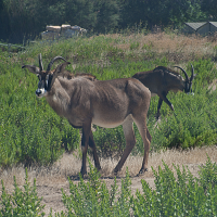 Hippotragus equinus (Antilope cheval, Antilope rouanne)