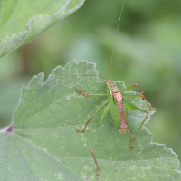 Leptophyes punctatissima (Sauterelle ponctuée)