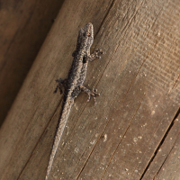 Lygodactylus arnoulti (Gecko d'Arnoult)