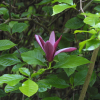 Magnolia_liliiflora nigra