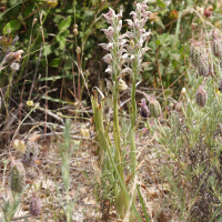 orchis_coriophora_fragrans1md (Anacamptis fragrans)