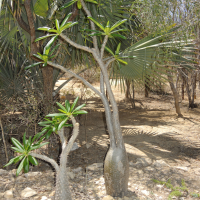 pachypodium_lamerei4md