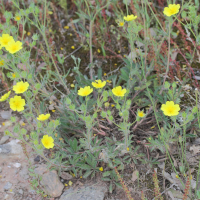 potentilla_hirta2md