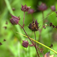 potentilla_palustris2md