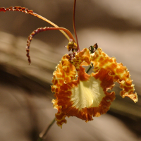 psychopsis_krameriana2bd