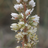 reseda_alba2md