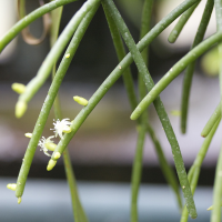 rhipsalis_cassutha4md