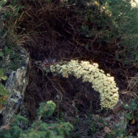 Saxifraga longifolia (Saxifrage à longes feuilles)