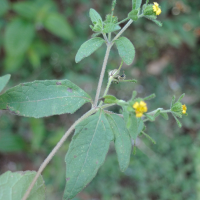 Sigesbeckia_orientalis (Sigesbeckia orientalis)