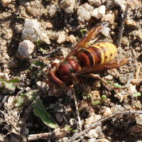 vespa_crabro6md (Vespa crabro)