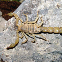 Androctonus australis (Scorpion)