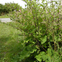 arctium_lappa1bmd (Arctium lappa)