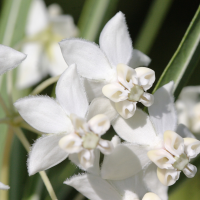 asclepias_fruticosus3bd