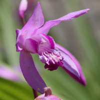 bletilla_striata2bd (Bletilla striata)