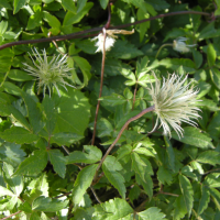 clematis_alpina2md (Clematis alpina)