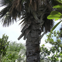 Corypha umbraculifera (Palmier)