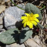 crepis_pygmaea3mv (Crepis pygmaea)