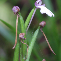 cynorkis_fastigiata3md (Cynorkis (Cynorchis) fastigiata)