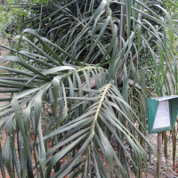 Dypsis basilonga (Palmier)