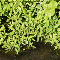 eclipta_prostrata6md (Eclipta prostrata)