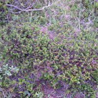 Empetrum nigrum ssp. hermaphroditum (Camarine noire hermaphrodite)