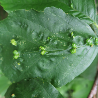 eriophyes_inangulis_galle2md (Eriophyes inangulis)