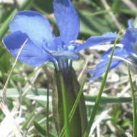 gentiana_verna4mv