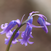 Hyacinthoides_non-scripta ssp. non-scripta