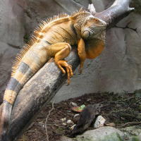 iguana_iguana6md