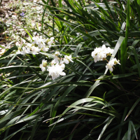 Libertia chilensis (Libertia)