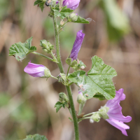 malva_sylvestris5md