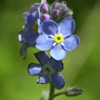 myosotis_sylvatica5bmd