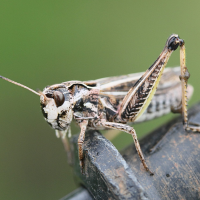 Omocestus haemorrhoidalis (Criquet rouge-queue)