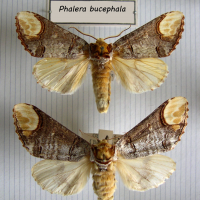 Phalera bucephala (Bucéphale)
