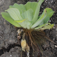 pistia_stratiotes6md