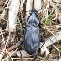 pterostichus_niger2md