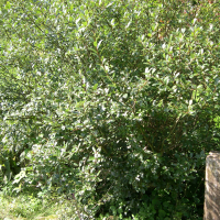 Salix bicolor (Saule bicolore)