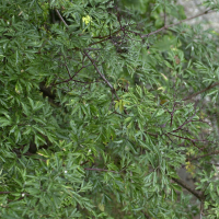 Sambucus nigra var. laciniata (Sureau noir lacinié)