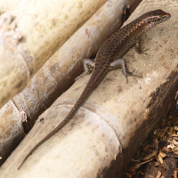 trachylepis_maculilabris_comorensis2bd (Trachylepis maculilabris)