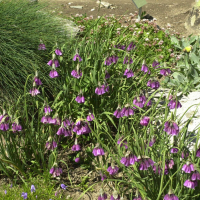 Allium insubricum (Ail)