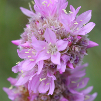 armeria_halleri2bmd (Armeria halleri)