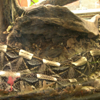 Bitis gabonica (Vipère du Gabon)