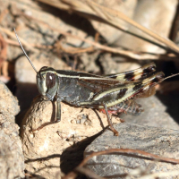 calliptamus_coelesyriensis1bd (Calliptamus coelesyriensis)