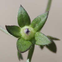 campanula_erinus2md (Campanula erinus)