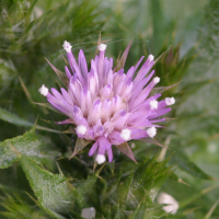 carduus_tenuiflorus3md (Carduus tenuiflorus)