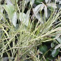 Carmichaelia odorata (Carmichaelia)