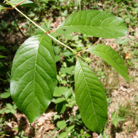 cephalanthus_occidentalis2md (Cephalanthus occidentalis)