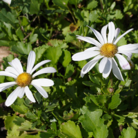 chrysanthemum_arcticum2md (Chrysanthemum arcticum)