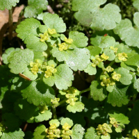 chrysosplenium_alternifolium2sd